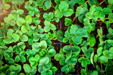 Strawberry seedlings  of the earth.の写真素材