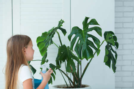 A little girl of 7 years old splashes water from a bottle on a monstera plant and wipes it with a rag. The child helps with cleaning the house. Home flowers care.の写真素材