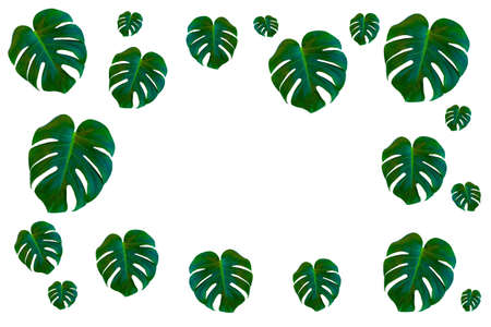 Tropical palm leaves Monstera on white background. Flat lay, top view. Copy space.の写真素材