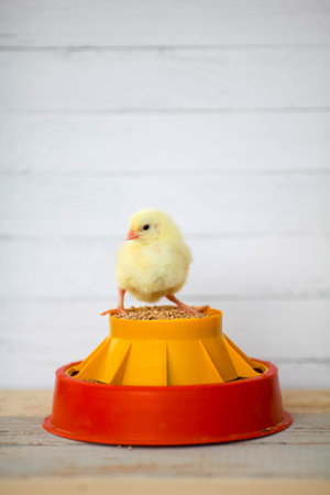 Close up of a yellow chick on a feeder. Beautiful yellow little chick. chicken feed.