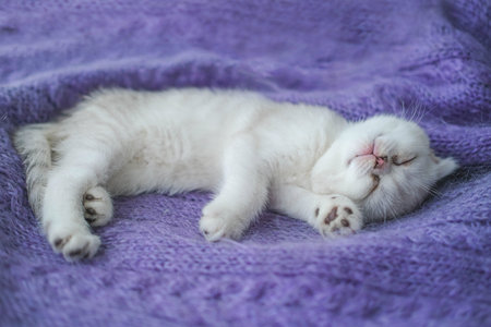 A beautiful little white-gray kitten sings on a knitted purple sweater. Cute scottish fold cat is resting.の写真素材