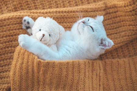 Close-up of a white Scottish kitten sleeping with a toy bear on an orange knitted sweater.の写真素材