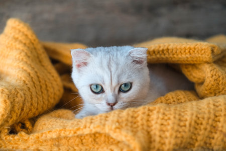 Portrait of a Scottish kitten on the background of a knitted orange sweater. Autumn.の写真素材