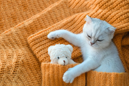 Close-up of a white Scottish kitten sleeping with a toy bear on an orange knitted sweater.の写真素材