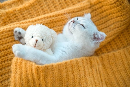 Close-up of a white Scottish kitten sleeping with a toy bear on an orange knitted sweater.の写真素材