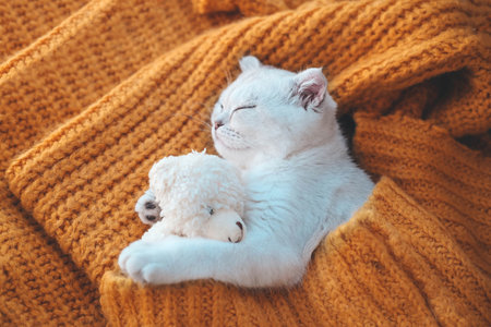 Close-up of a white Scottish kitten sleeping with a toy bear on an orange knitted sweater.の写真素材