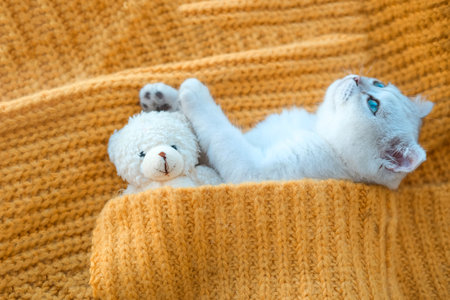 Close-up of a white Scottish kitten sleeping with a toy bear on an orange knitted sweater.の写真素材