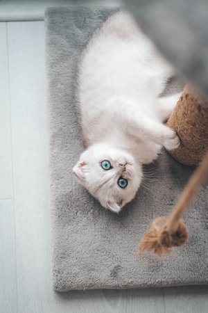Close up of a cute scottish fold kitten playing with a scratching post. Cat playing with a rope on a cat scratch standの写真素材