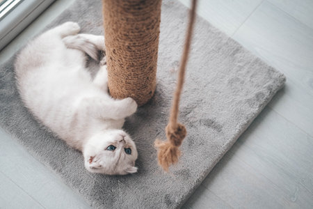 Close up of a cute scottish fold kitten playing with a scratching post. Cat playing with a rope on a cat scratch standの写真素材