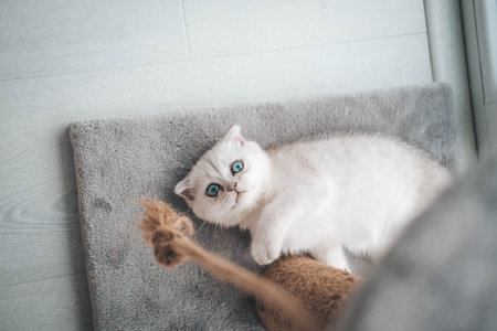 Close up of a cute scottish fold kitten playing with a scratching post. Cat playing with a rope on a cat scratch standの写真素材