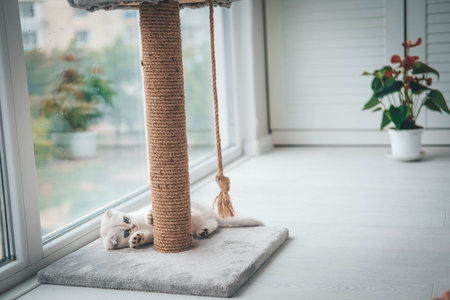 A cute Scottish Fold kitten is playing with a scratching post rope. Cat playing with a rope on a cat scratch stand.の写真素材