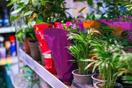 Counters in the store with pots of indoor plants.の写真素材