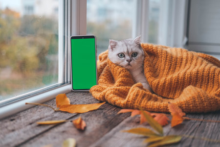 A small Scottish kitten is looking at a phone with a green screen. Advertising products for cats and kittens. Chroma key. The cat lies near the window in a knitted orange sweater. autumn concept.の写真素材