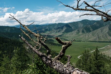 Branches of an old tree over a mountain gorge in the Altai mountainsの写真素材