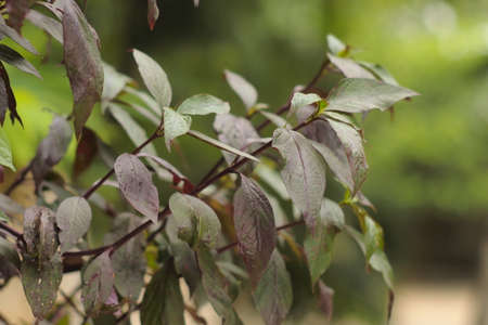 green purple leafの写真素材