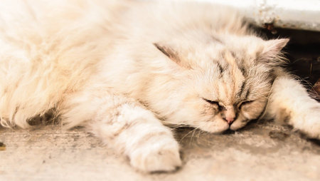 a cat lazyの写真素材
