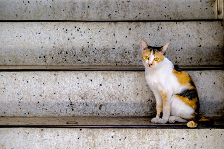 photo at chonburi from thailandの写真素材