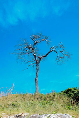 summer in thailandの写真素材