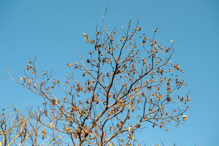 summer in thailandの写真素材