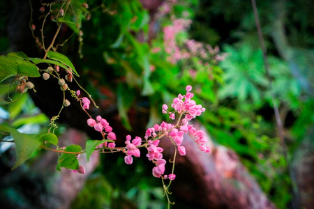 flower mushroom nature green from my gardenの写真素材