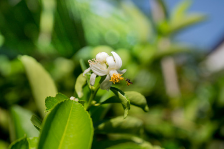 Cooking ingredients for thai food from my garden .の写真素材