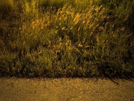 nature everything around my home thailandの写真素材