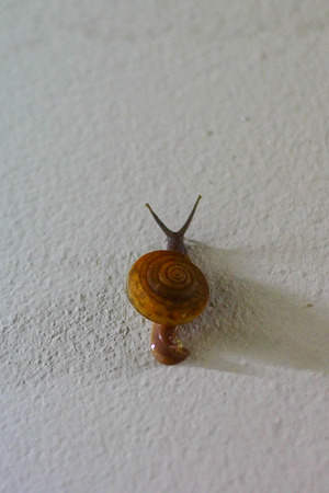 nature everything around my home thailandの写真素材