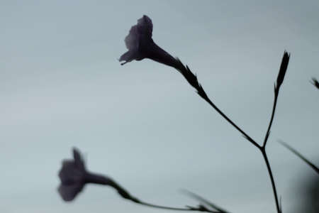 nature everything around my home thailandの写真素材