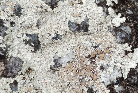 Unique real texture rough pattern image abstract background artの写真素材