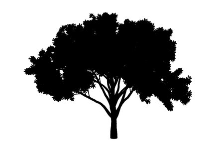 Botanic tree silhouette artwork biology wood shape designの写真素材