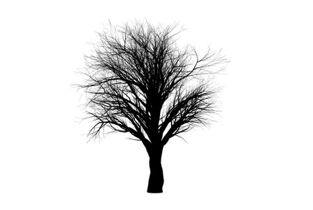 Tree silhouette botanic artwork seasonal wood shape artの写真素材