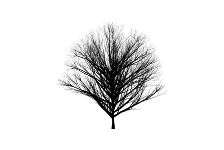 Tree silhouette botanic artwork seasonal wood shape artの写真素材