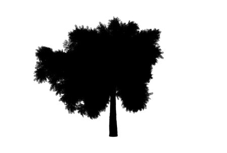 Tree silhouette botanic artwork seasonal wood shape artの写真素材