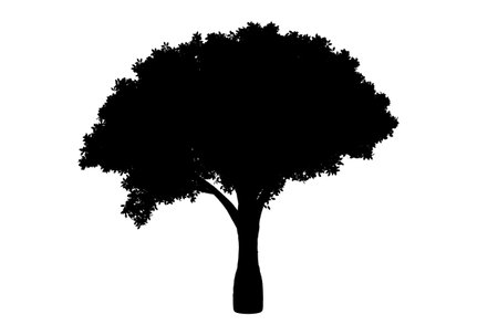Botanic tree silhouette artwork biology wood shape designの写真素材