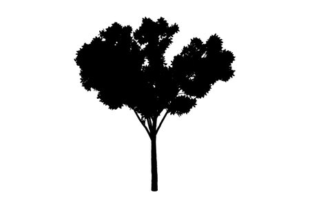 Botanic tree silhouette artwork biology wood shape designの写真素材