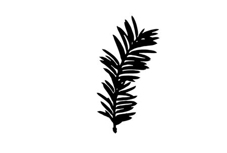 Fir and spruce xmas branch nature christmas spruce traditional botanical december artの写真素材