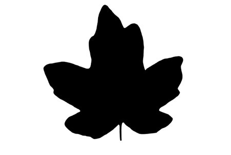 Leaf silhouette black spring design element botanical nature illustration artの写真素材