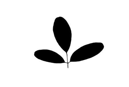 Leaf silhouette black spring design element botanical nature illustration artの写真素材