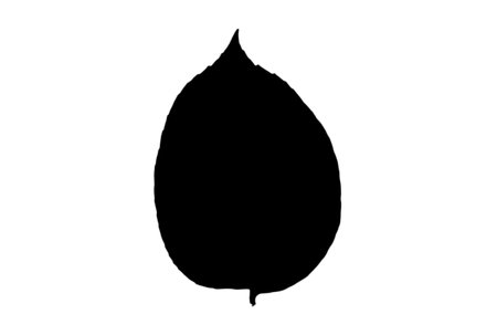 Leaf silhouette black spring design element botanical nature illustration artの写真素材