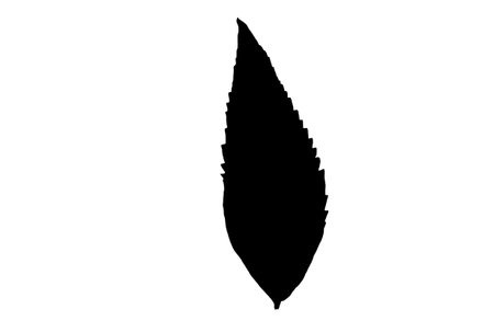 Leaf silhouette black spring design element botanical nature illustration artの写真素材