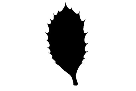 Leaf silhouette black spring design element botanical nature illustration artの写真素材
