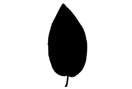 Leaf silhouette black spring design element botanical nature illustration artの写真素材