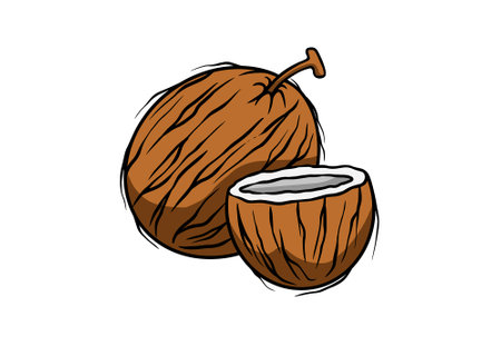 Tropical coconut tropic fruit sketch brown milk nut clip artのイラスト素材