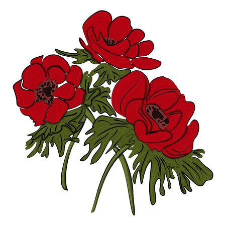 Red flower of anemone isolated on a white backgroundのイラスト素材