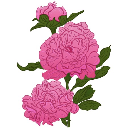 Beautiful  cartoon pink peonies  flower isolated on white background. Hand-drawn contour lines and strokes.のイラスト素材