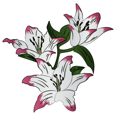 Lily flower vector illustration isolated on white background.のイラスト素材