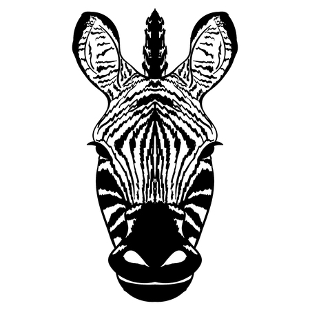 Vector illustration Isolated head of striped zebra on white background cartoon portrait sketchのイラスト素材