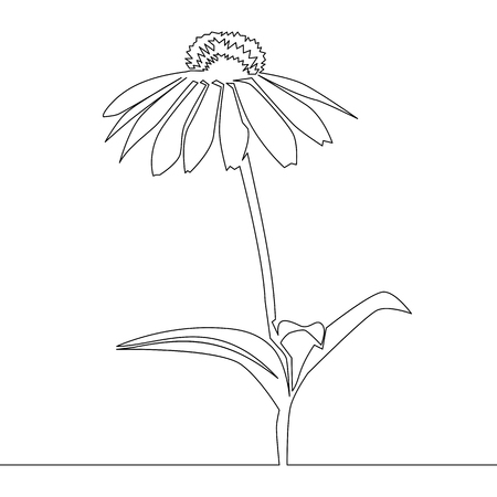 Beautiful flower Echinacea. Continuous line drawing. Vector illustrationのイラスト素材