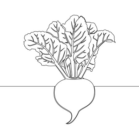 Continuous one single line drawing whole healthy organic beetroot fresh garden beet plant vegetable icon vector illustration conceptのイラスト素材