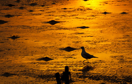 A Seagull on golden shoreline